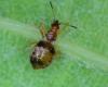 Loricula bipunctata